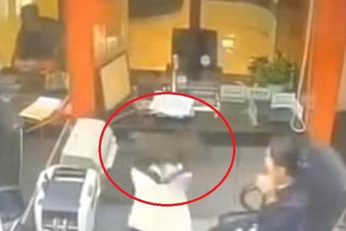 Mèo leo lên trần nhà như 'ninja' khiến nhân viên hoảng sợ