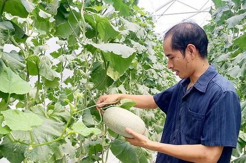 TPHCM: Phát triển nhóm sản phẩm chủ lực ngành nông nghiệp