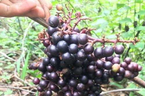 Mãn nhãn với chùm nho rừng gần 600 quả ở Ninh Thuận