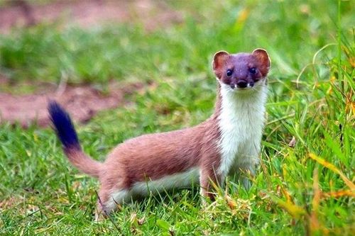 'Soi' mưu kế tinh vi của những 'Gia Cát Lượng động vật'