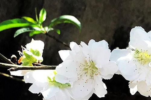 Bạch đào quý hiếm trồng để tặng chứ không bán