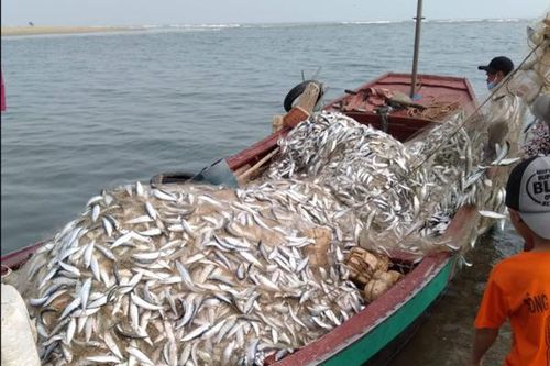 Đã mắt xem cá trích phủ trắng biển Hà Tĩnh những ngày đầu năm mới
