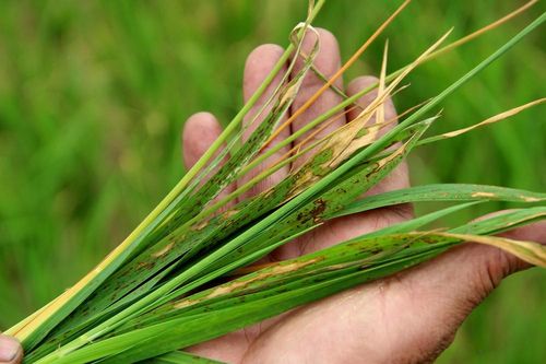 Nghệ An: Bệnh đạo ôn lây lan trên 127 ha lúa xuân