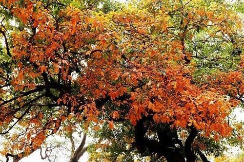 Lộc vừng thay lá, Hà Nội đẹp mơ màng