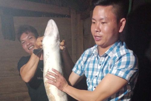 Cá chình 'khủng' dài 1,5 mét mắc lưới ngư dân Quảng Bình