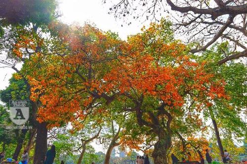 Lộc vừng cổ thụ hồ Gươm đổ lá vàng, đẹp như mơ