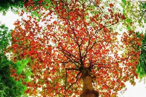 Đứng hình trước vẻ đẹp đầy mộng mơ ở khuôn viên trường ĐH