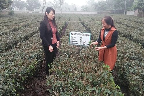 Người phụ nữ góp phần phát triển thương hiệu chè Thái Nguyên