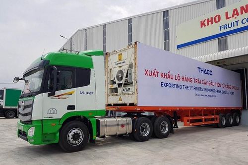 30 container chuối trị giá hơn nửa triệu 'đô' được xuất khẩu từ Quảng Nam