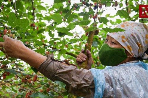 Người dân Hiệp Thuận mỏi tay thu hoạch dâu chín