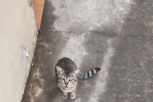 Chú mèo vằn canh giờ hàng xóm đi học về rồi sang 'ăn nhờ'