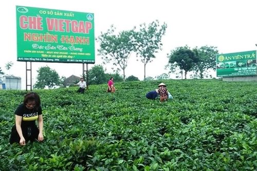 Du lịch vùng đặc sản chè Thái Nguyên