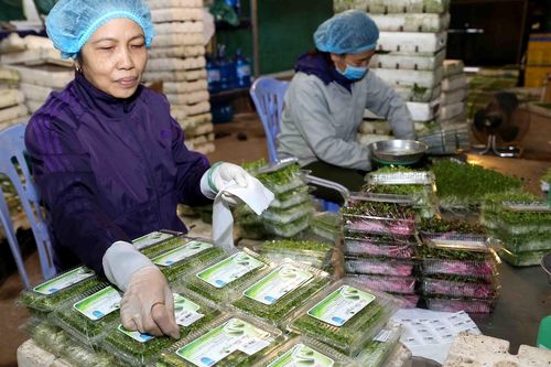 Cẩn trọng trước hàng nông sản ngoại 'đội lốt' hàng Việt
