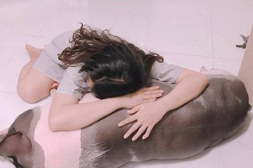 Háo hức mua heo 'mini' về làm thú cưng, một năm sau 'ngã ngửa'...