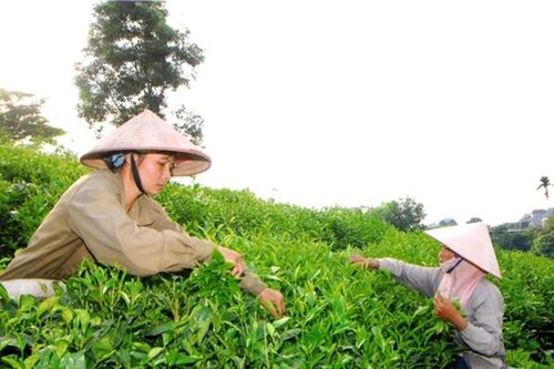 Thái Nguyên mở rộng vùng chè đạt tiêu chuẩn VietGAP