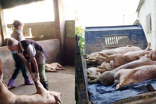 Hà Tĩnh xuất hiện ổ dịch tả lợn Châu Phi đầu tiên