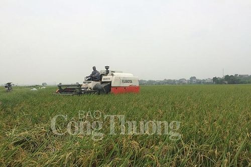 Gạo hữu cơ Đồng Phú hướng tới chinh phục thị trường Mỹ