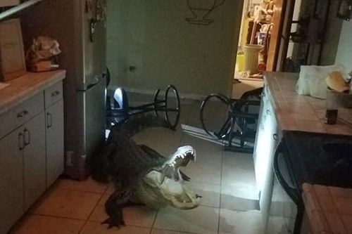 Cá sấu dài 4 m phá cửa sổ đột nhập nhà dân ở Florida