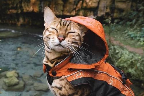 Mèo Suki nổi tiếng du lịch khắp thế giới khiến hội mê xê dịch ghen tỵ