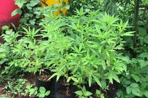 Gia Lai: Phát hiện một hộ dân trồng hơn 200 cây cần sa trong vườn nhà