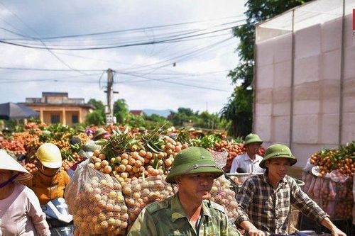 Bắc Giang: Đường vải Lục Ngạn tấp nập mùa thu hoạch