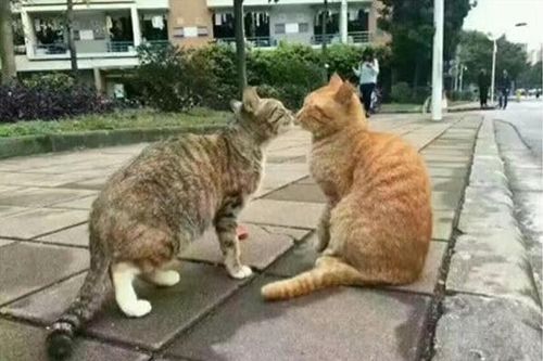 Mèo vàng bắt quả tang bạn tình đang cặp kè với 'trai lạ'