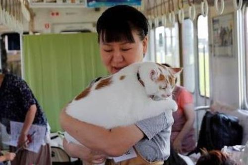 'Chuyến tàu mèo' đầu tiên trên thế giới ở Nhật Bản