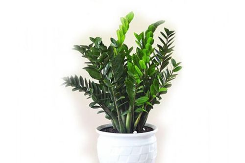 Tác dụng và ý nghĩa hưng thịnh của cây kim tiền