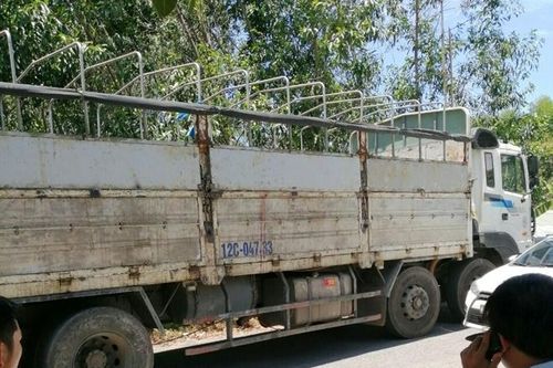 Nhóm người phá rừng thông đặc dụng gần lăng vua Gia Long dọa 'xử' lực lượng chức năng