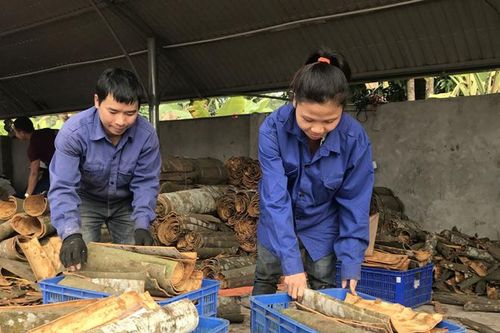 Trồng quế cay thu thành quả ngọt, thu lãi 10 tỷ đồng /năm