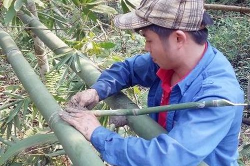 Yên Lập: Bảo tồn và phát triển cây măng Gầy Trung Sơn