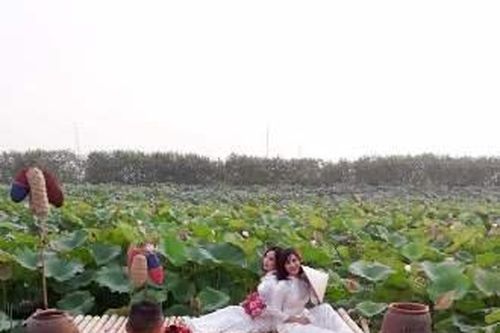 Trào lưu chụp ảnh mùa sen