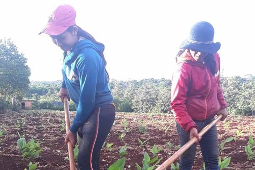 Xây dựng thương hiệu tinh bột nghệ Chư Pưh