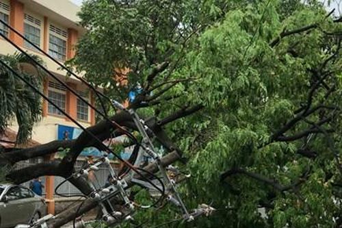 Mưa lớn, cây cổ thụ bật gốc làm gãy nhiều trụ điện ở TP HCM