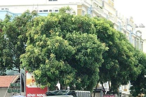 Bắt kẻ chặn xe cứu thương, lăng mạ công an trong vụ hỗn chiến tại biển Hải Tiến