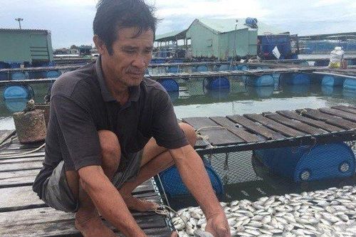 Bà Rịa - Vũng Tàu: Cá chết hàng loạt trên sông Chà Và, người dân đối diện nguy cơ trắng tay