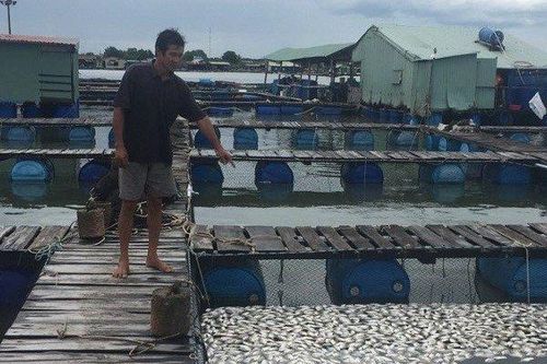 Cá chết trắng sông Chà Và chưa rõ nguyên nhân