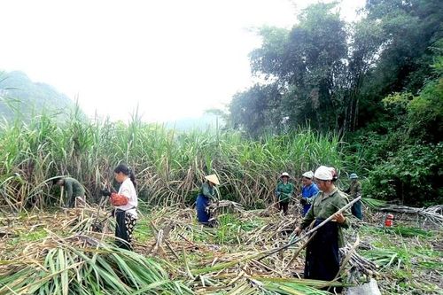 Phát triển nông nghiệp hàng hóa