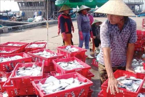 Kinh tế Kinh tế Hải sản mất cơ hội trên sân nhà
