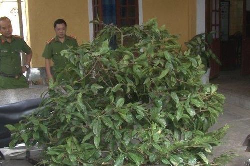 Tuần tra đêm, công an bắt cặp nam nữ trộm cây Mai trị giá cao