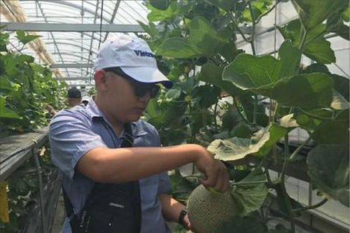 Đời sống Ăn dưa lưới ở Nhật, nghĩ về thanh trà Huế