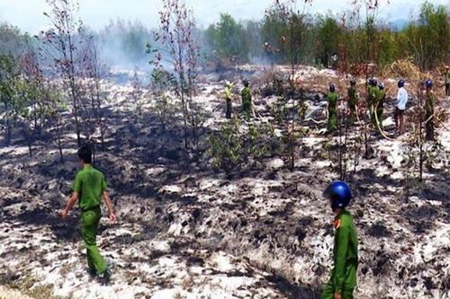 Nguyên nhân cháy gần 11ha rừng ở Quảng Trị