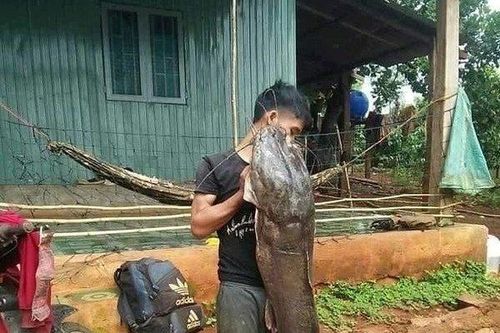 Clip: Dân câu được cá leo 'khủng' nặng hơn 80kg, dài gần 2m trên sông Krông Ana