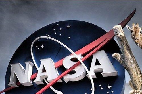 Hươu cao cổ là 'quân sư' của trung tâm hàng không vũ trụ NASA