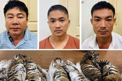 'Trùm' buôn bán hổ cùng đồng phạm bị bắt giữ sau nhiều lần thoát tội