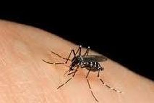 Đắk Lắk Một ca bệnh tử vong liên quan đến bệnh sốt xuất huyết