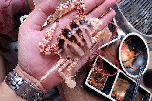 Thiếu nữ hí hửng đi ăn buffet hải sản giật mình ghẹ 'to' như... cua đồng