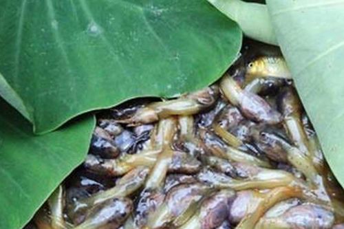 Hãi hùng nhìn người Mường xứ Thanh chế biến đặc sản nòng nọc om măng rừng