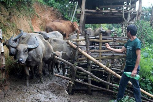 Cựu chiến binh Lù Văn Toan làm kinh tế giỏi