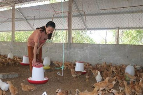 Kinh tế Nông nghiệp - Nông thôn Tái cơ cấu ngành chăn nuôi: Hướng đến chăn nuôi đại gia súc